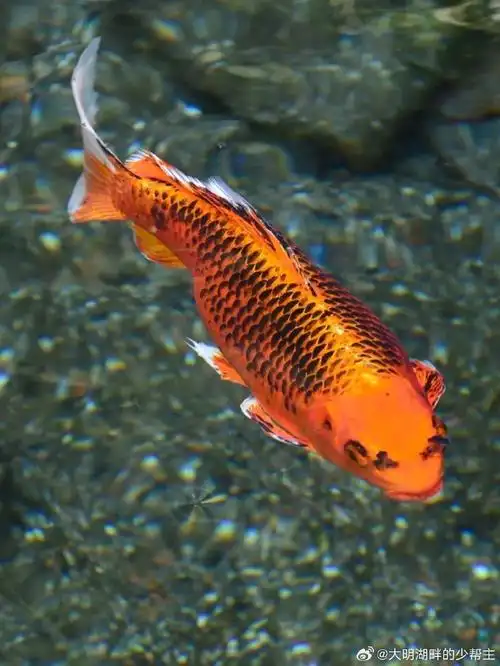 690_919竖版 竖屏