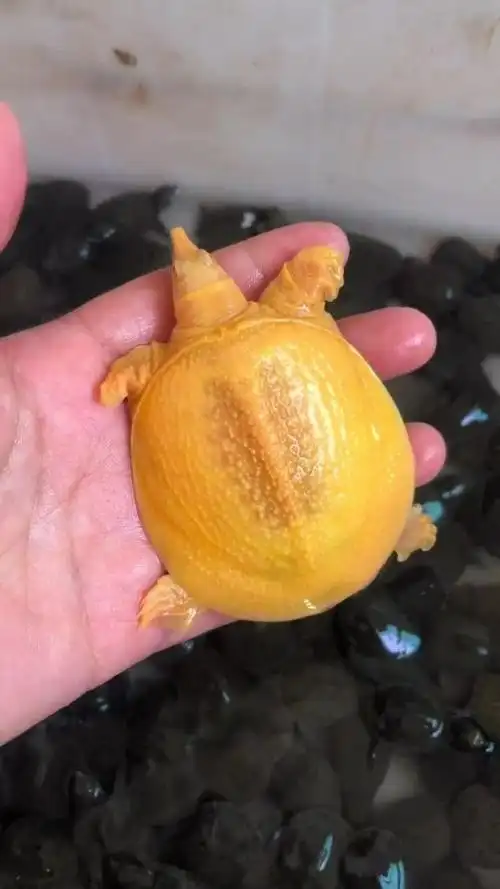 这个小甲鱼真是好可爱啊!真的好漂亮啊!