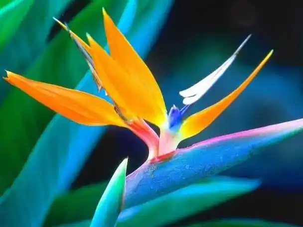 传说中最神秘的花世界上最神秘的花是什么花