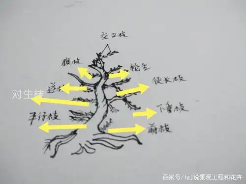 前言:在5月31日,笔者的六大修剪原则文章中,介绍了盆景造型的修剪方式