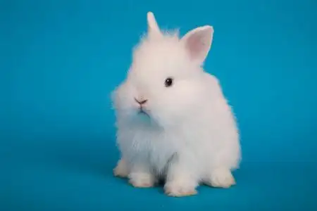 小可爱的兔子摄影图