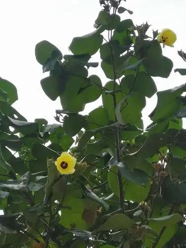 黄槿的的叶子可以用来做年糕.