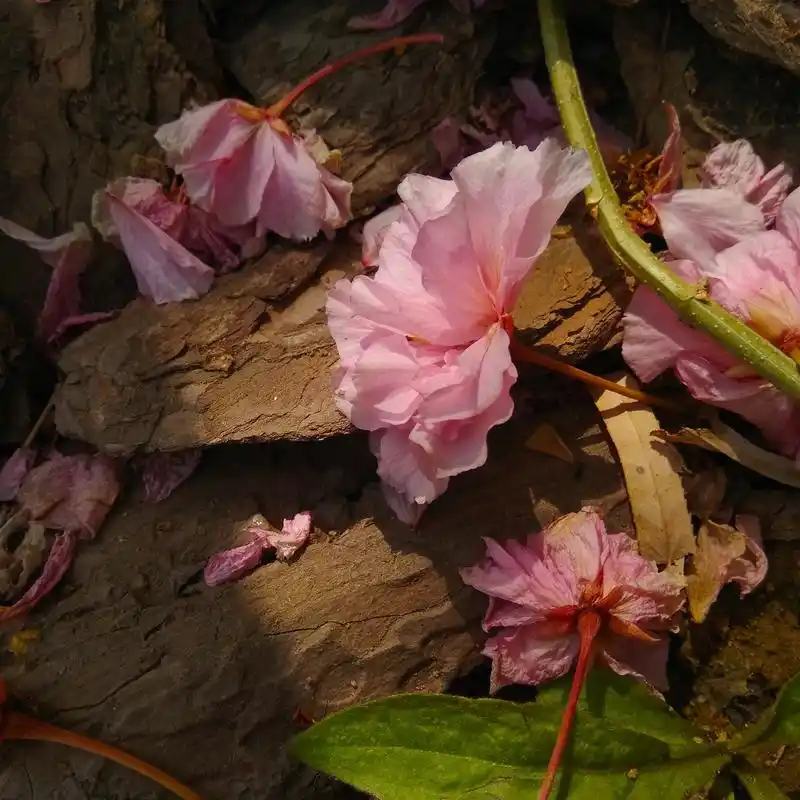 凋零的樱花:cherry_blossom