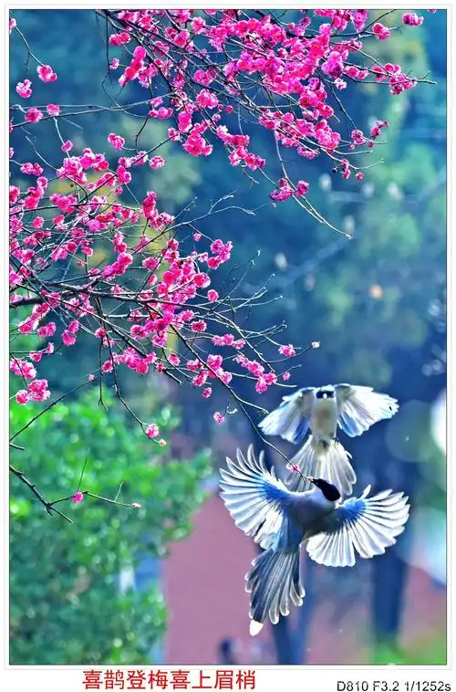 其它 喜鹊登梅《二》(副本) 写美篇喜鹊登梅拍摄回来总感觉没有尽兴