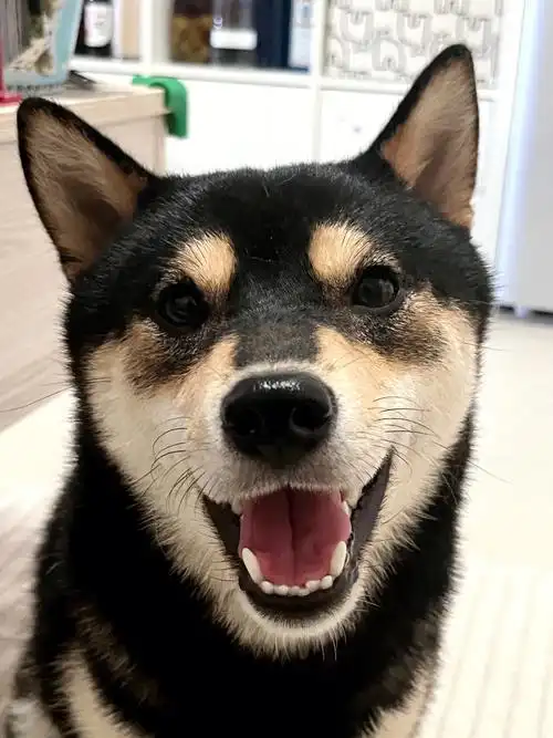 阔爱的四眼小土狗