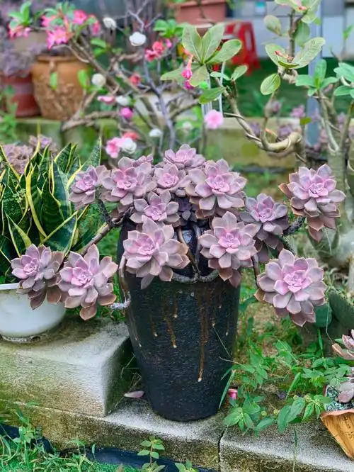 十月多肉生长季,紫乐开始上色咯[色]度过了夏天的煎熬,开始使劲儿漂亮