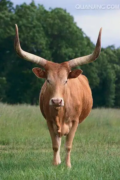 长角牛图片_图片大全