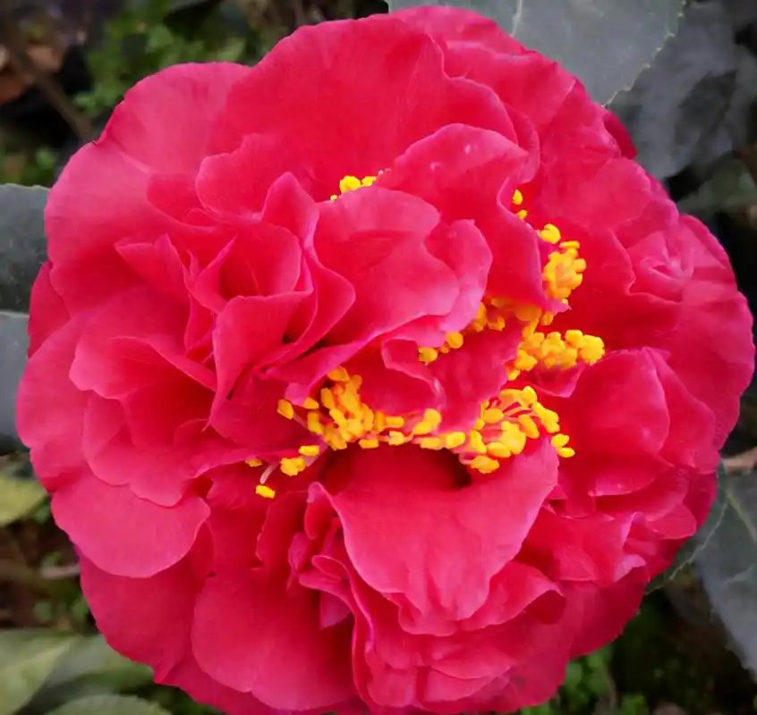 克瑞墨大牡丹茶花,艳压群芳,花香迷人,被誉为"茶花之王"