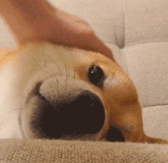 表情柴犬动态表情集合