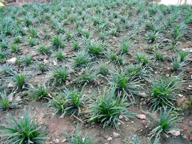 正宗日本矮麦冬金边玉龙苗四季种植不修剪园林别墅绿化坪种子