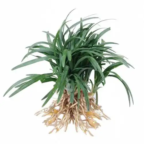 庭院耐寒地被植物金边麦冬草细叶青叶玉龙四季绿植