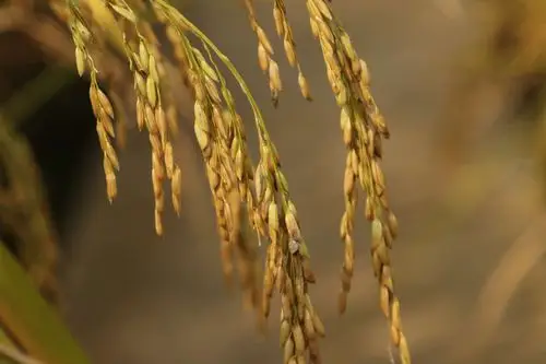 稻穗,是大米的源泉,为水稻成熟后的种子,相当于植物的果实,也就是我们