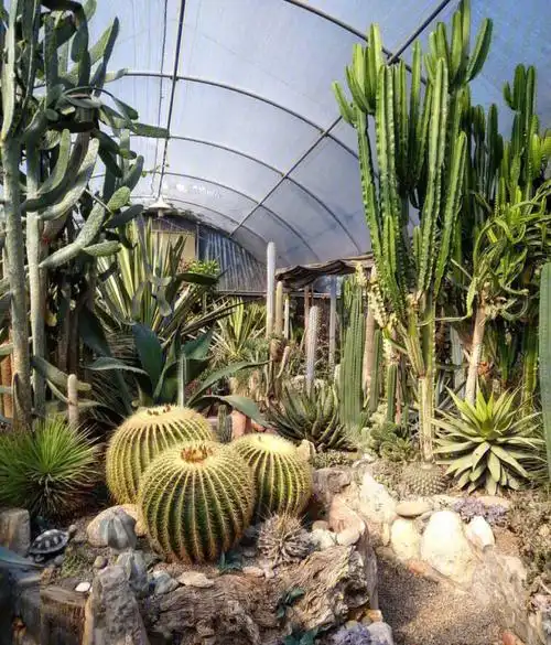 沙漠景观造景小技巧