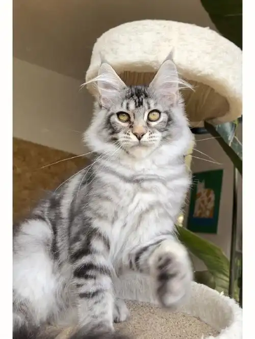 笔记灵感  #家有萌宠  #缅因库恩猫  #缅因猫舍  #银虎斑缅因猫