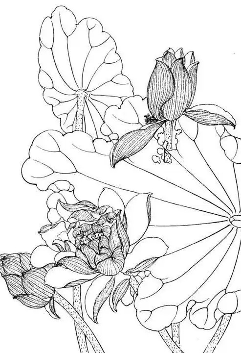 工笔画荷花白描图片_工笔画荷花白描底稿