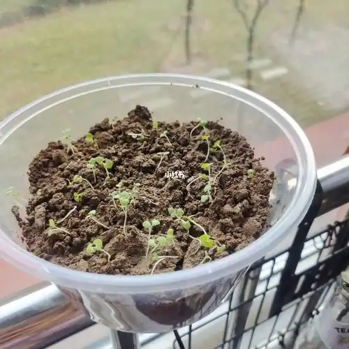 薄荷苗成长日记3