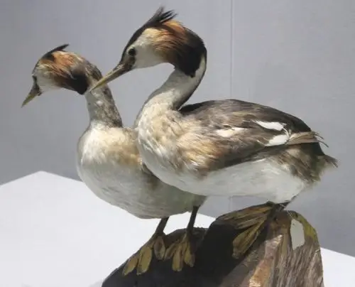 【博物馆之旅】嘉兴博物馆鸟类标本特展