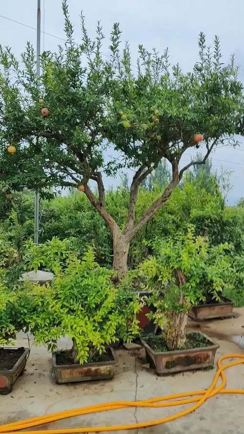 庭院景观#庭院景观石榴树硕果累累枝叶繁茂