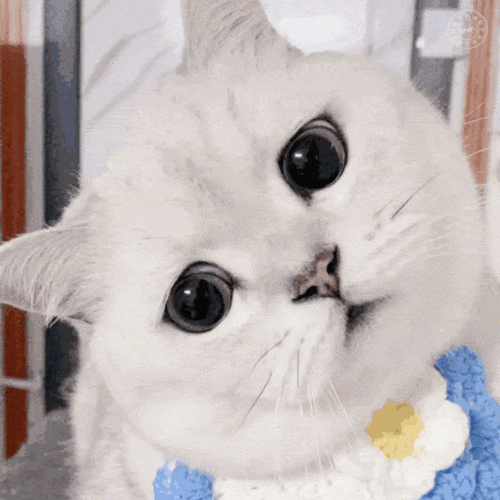 720_720gif 动态图 动图