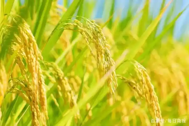 秋分时节,谷穗弯弯,满眼丰收景象.