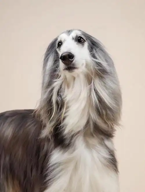 阿富汗猎犬模特