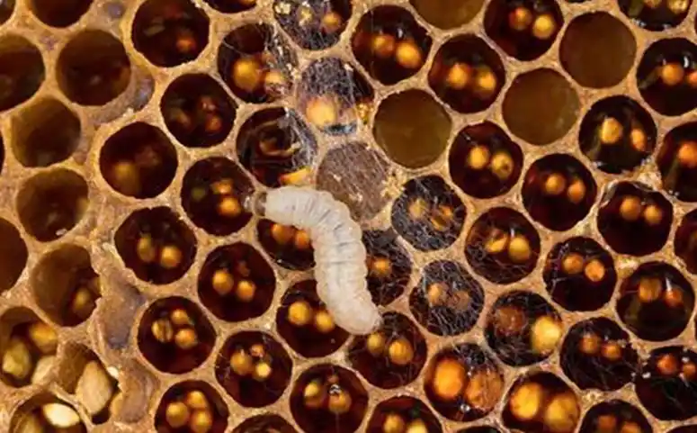 养蜂巢虫防治新技术