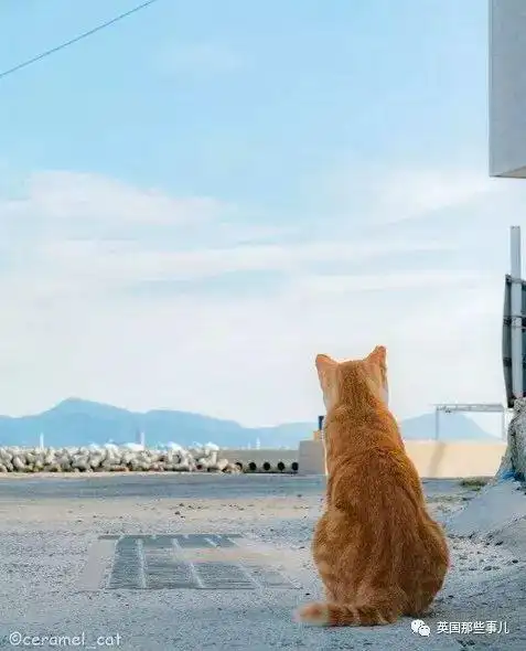 猫咪的背影杀真的怎么都看不够啊