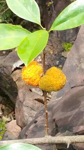 请问这是什么果实?