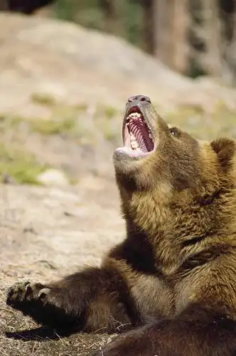 无人,躺,横图,竖图,室外,白天,哺乳动物,野生动物