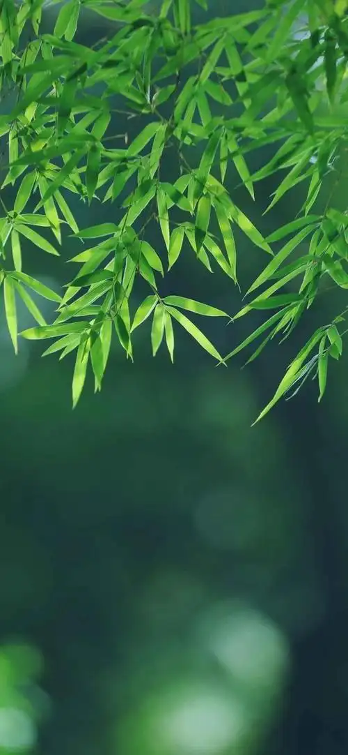 把夏日的秘密 ,藏进朦胧绿色迷雾里.