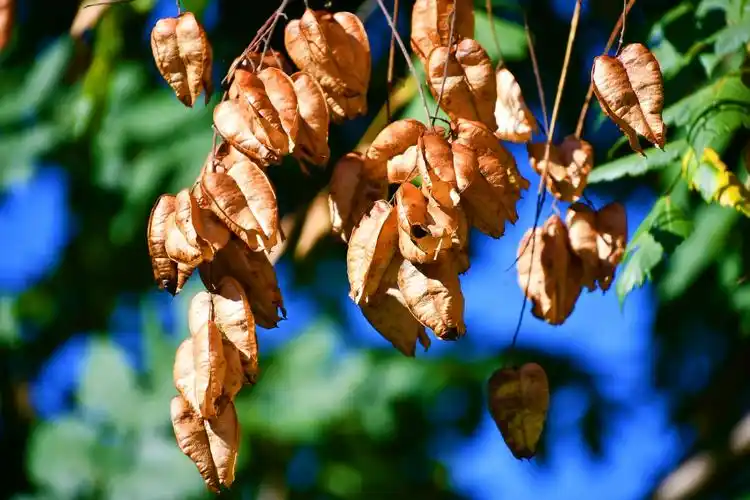 成熟的栾树果实,原创拍摄__财经头条