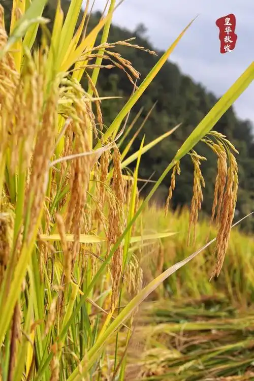 株株金黄的稻穗压弯了腰,三五成群的村民正在田间地头收割成熟的水稻