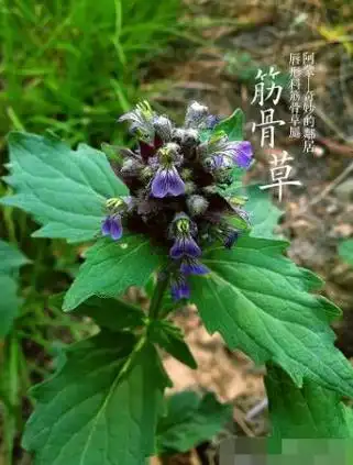 筋骨草图片筋骨草的功效与作用