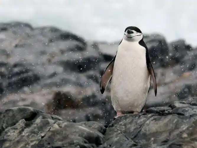 南极,企鹅放松,岩石,雪