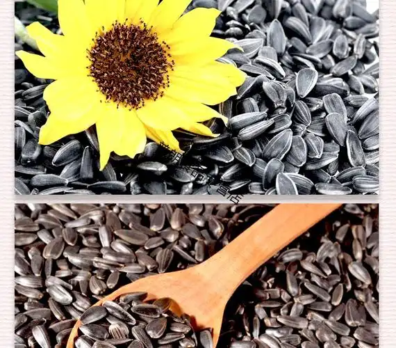 俄罗斯小瓜子小葵花籽原味盐味瓜子炒货休闲零食香脆可口200g尝鲜原味