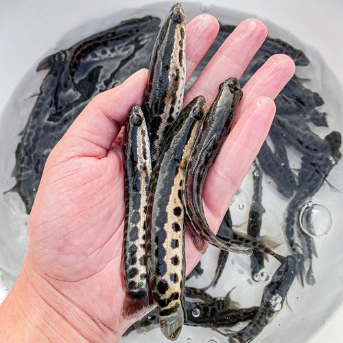 麦基乐黑鱼幼苗淡水养殖黑鱼幼苗乌鱼幼苗财乌鳢生路亚凶猛 【黑鱼苗6