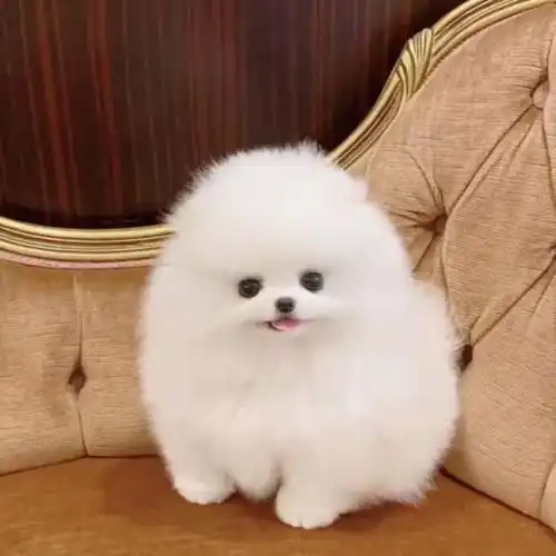 博美幼犬纯种博美犬活体小型犬茶杯犬俊介犬袖珍博美犬博美宠物