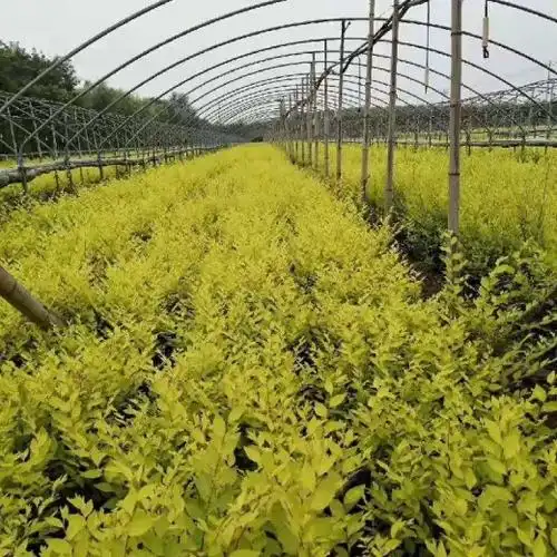 大叶榆树苗,金叶榆苗供应,裂叶榆树,落叶乔木,城市绿化精选彩叶行道树