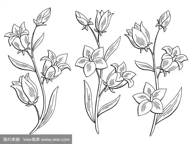 蓝铃花图形黑白孤立素描集插图向量
