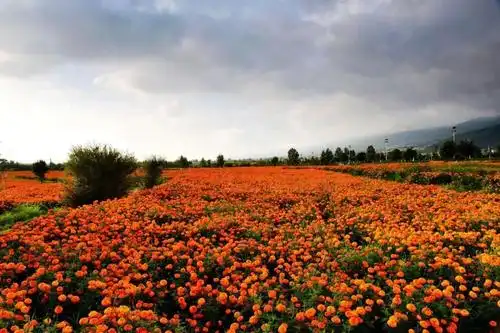 我们的爱,盛开在浪漫花海;我们的情,凝聚在非常印象.