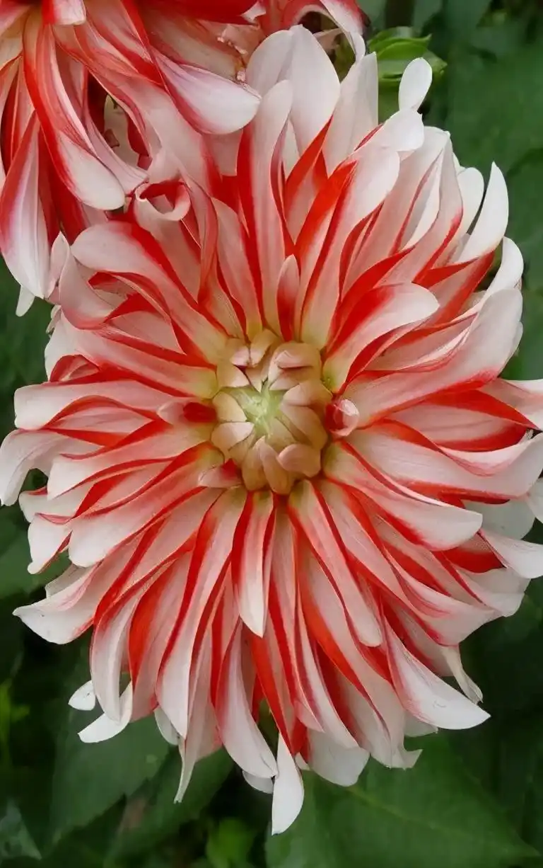 全球最美的花儿,你看过见过?