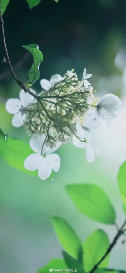 壁纸 花 桌面 690_1495 竖版 竖屏 手机