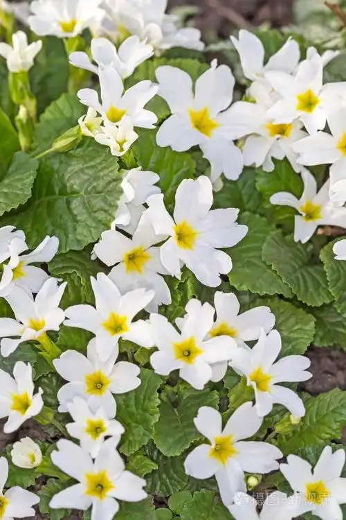 白花报春照片-正版商用图片1fpsc1-摄图新视界