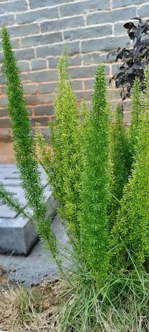 天门冬,(拉丁学名:asparagus cochinchinensis(lour.