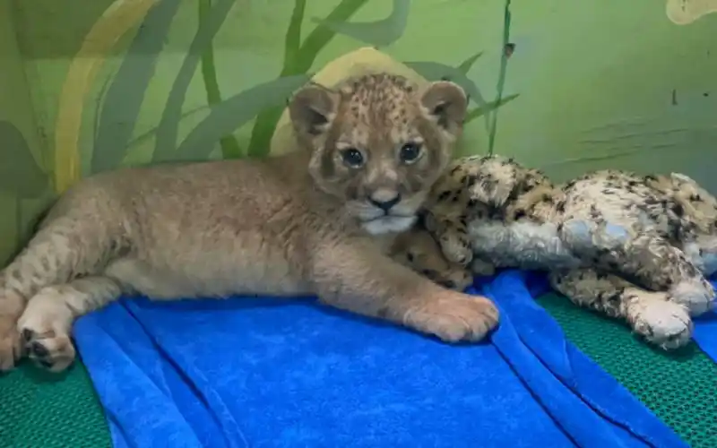 奶凶奶凶的小辛巴