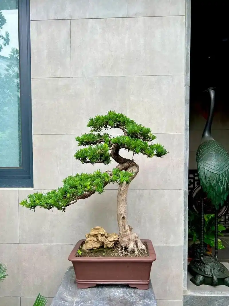 罗汉松盆景 罗汉松养护: 1,养殖罗汉松最好是用土质松散,排水能力佳的