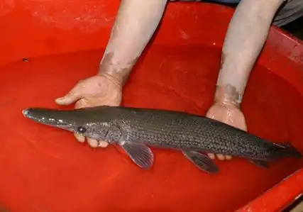 大石桥农民捕捞到一条重达5斤怪鱼