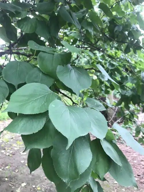 一农家小院,从来没见过那么多奇花异果
