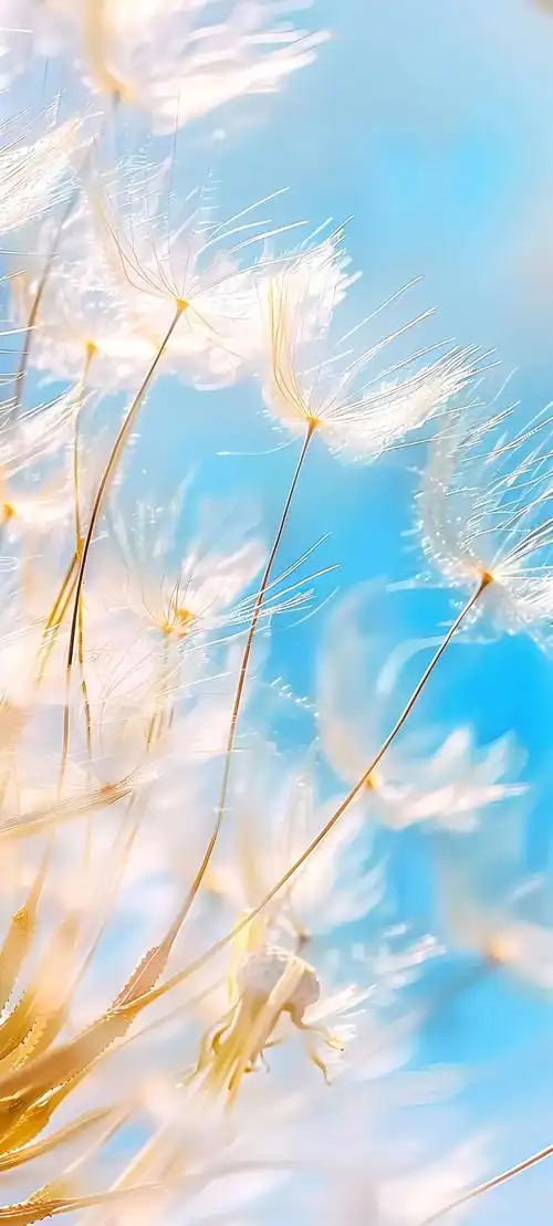 手机壁纸简单好看的超清壁纸适配苹果iphone15promax