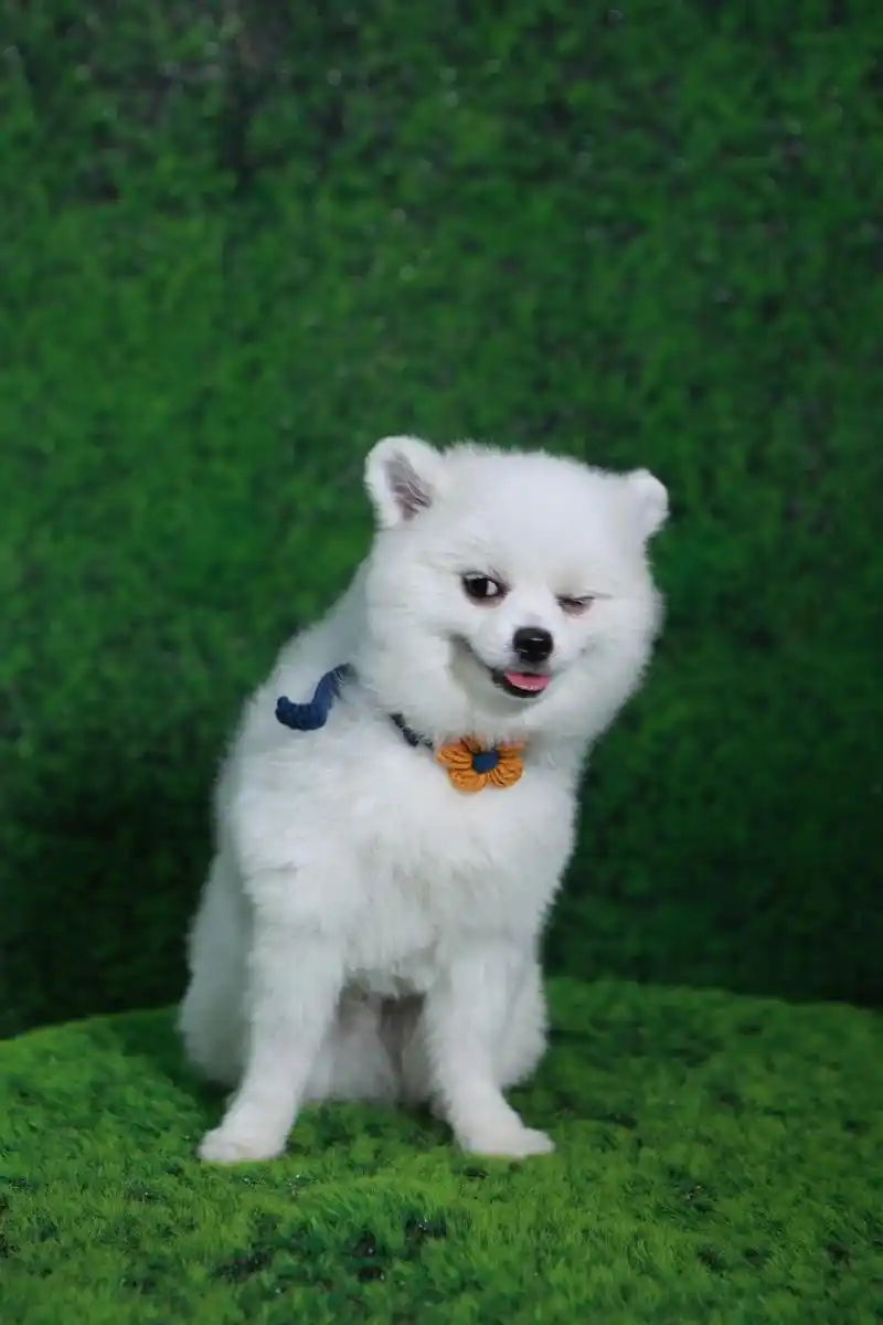 白哥可痞可萌哟～参加宠物博览会狗狗运动会去了,照片没拍够啊, - 抖